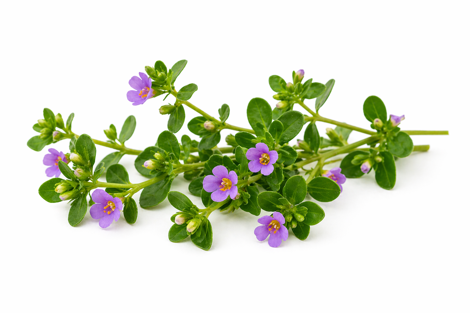 Bacopa monnieri