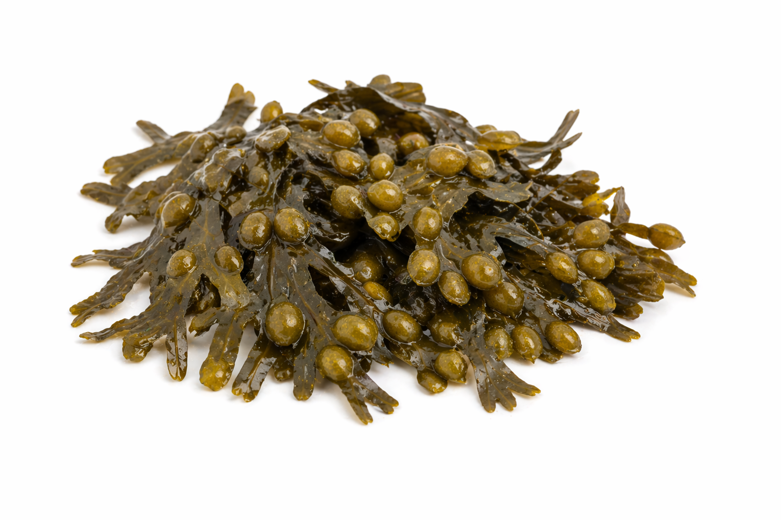 Bubblegum – Fucus Vesiculosus