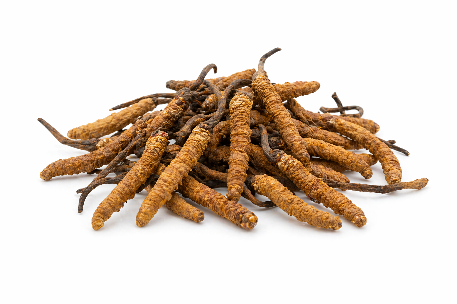 Cordyceps Sinensis