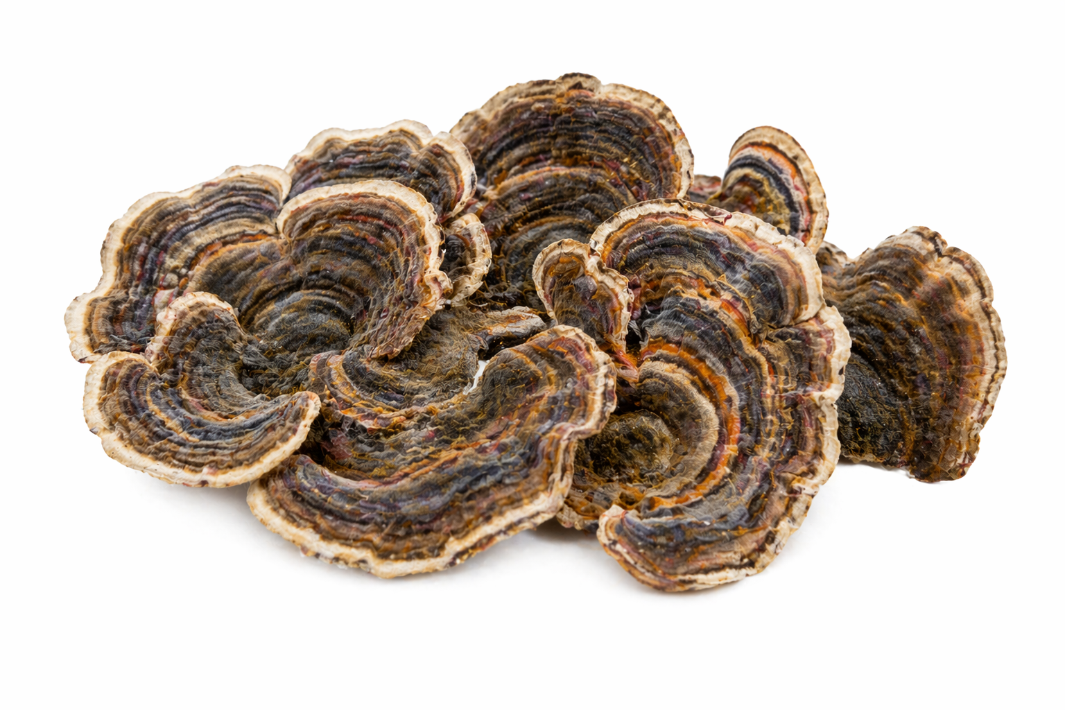 Coriolus Versicolor