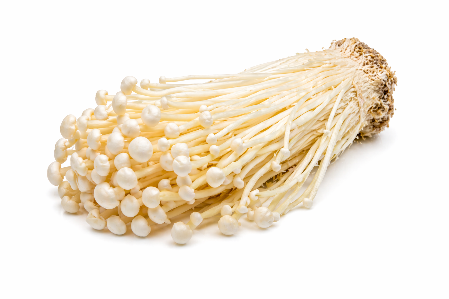 Enoki – Pfennigkraut Samtfuß