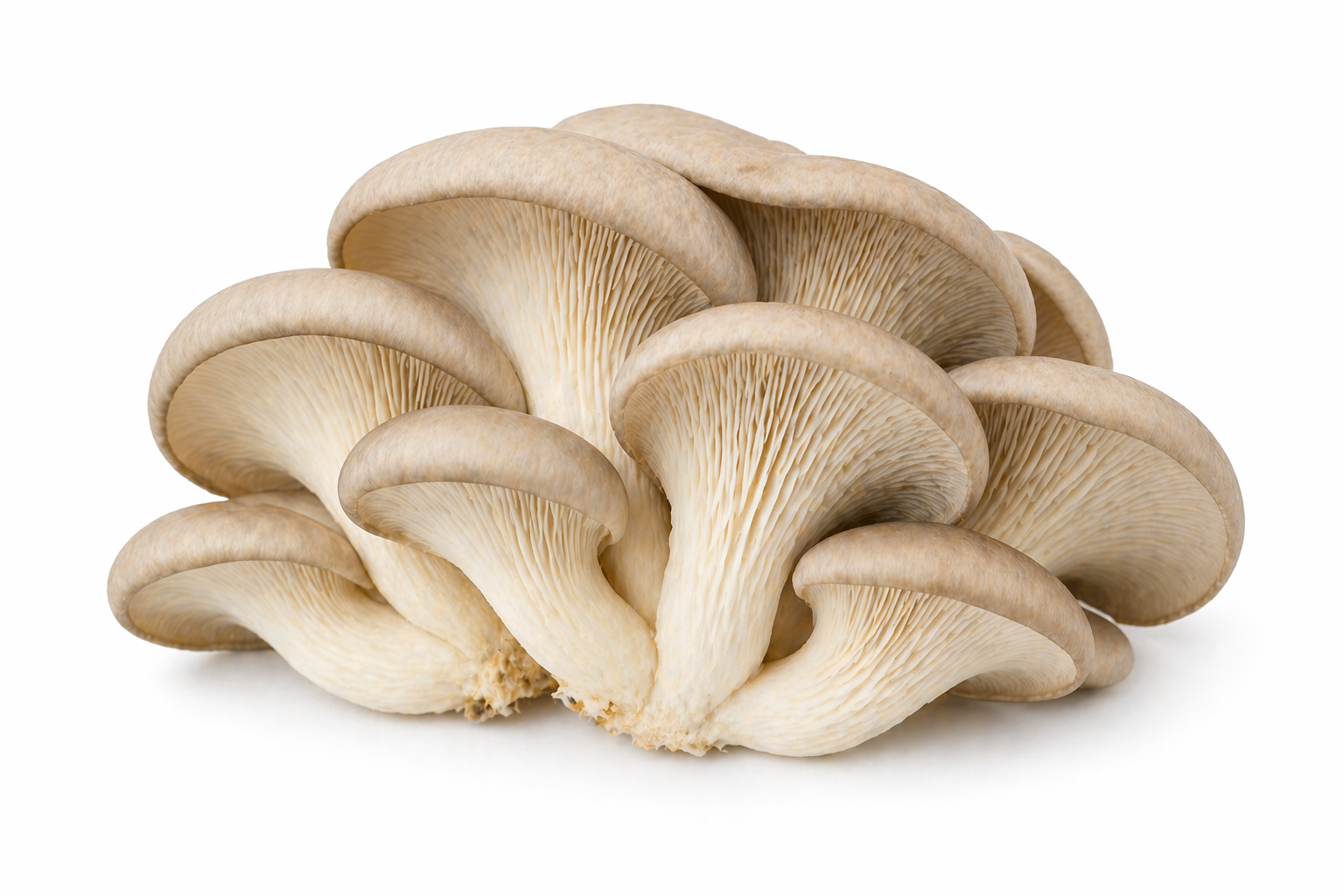 Austernpilz – Pleurotus Ostreatus