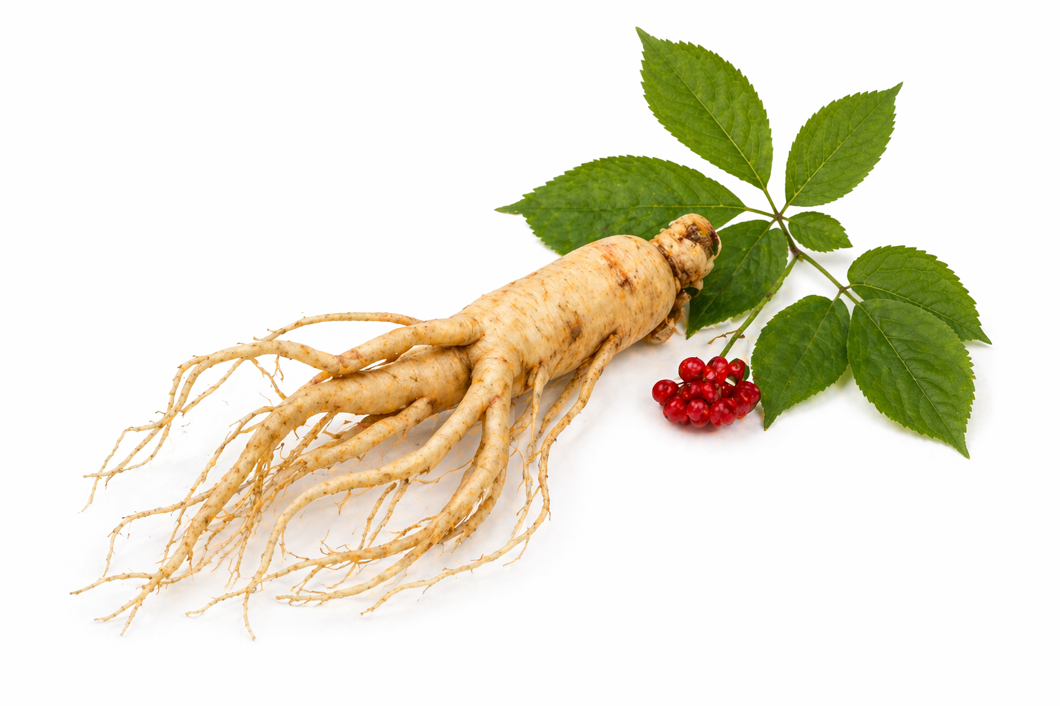 Ginseng – Panax Ginseg