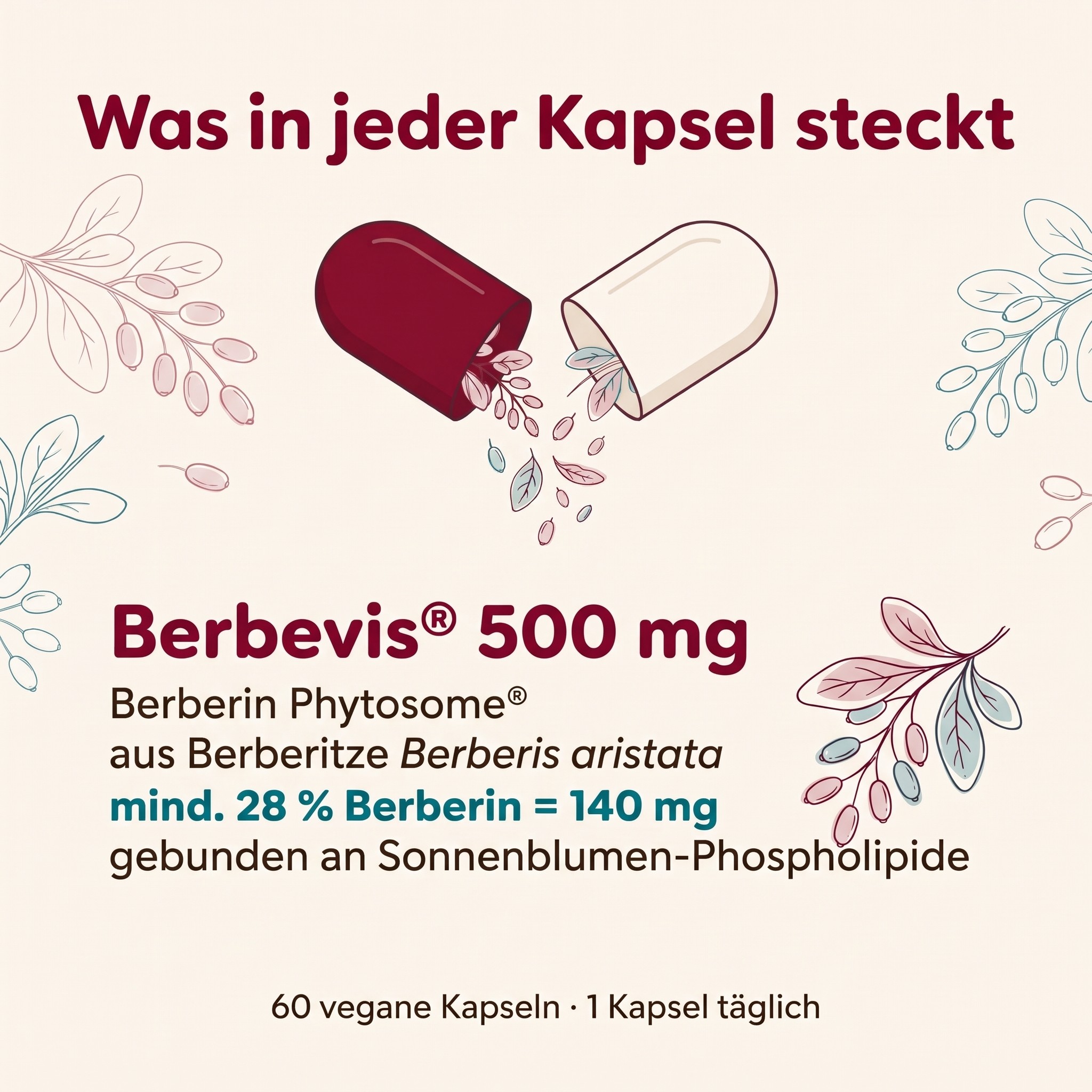 Berbevis 2 de
