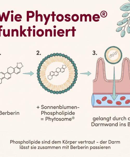 Berberin Phytosome® – Bild 5