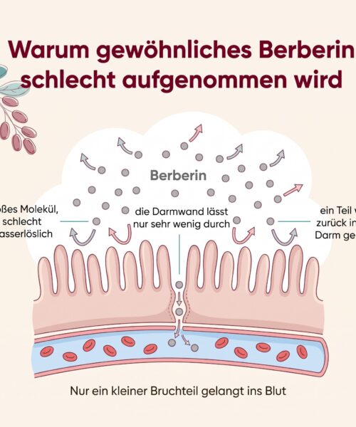 Berberin Phytosome® – Bild 6