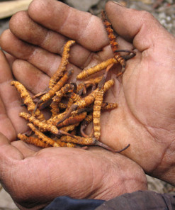 Händen mit getrockneten chinesischen Raupenpilzen