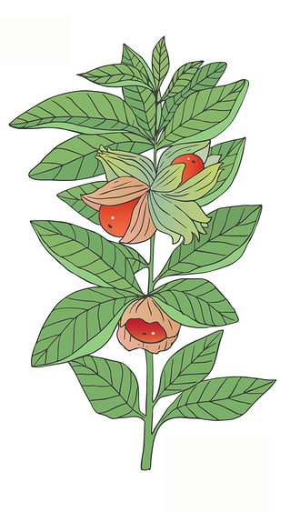 Zeichnung von Aschwagandha Pflanze (Schlafbeere)