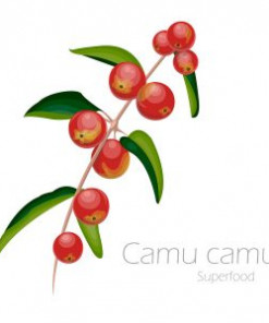 Camu Früchte am Zweig