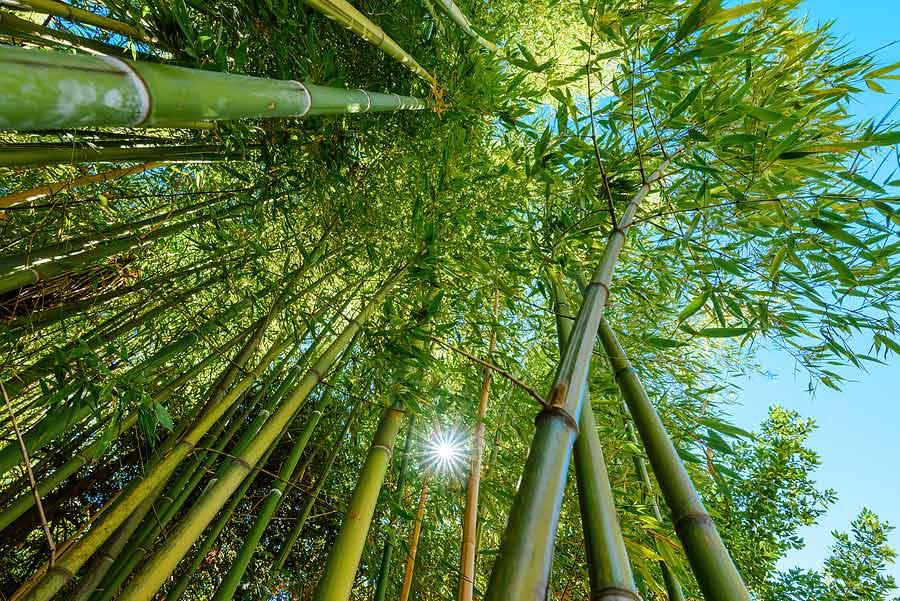 Ein Bild, das Baum, Pflanze, Himmel, draußen enthält.
Automatisch generierte Beschreibung